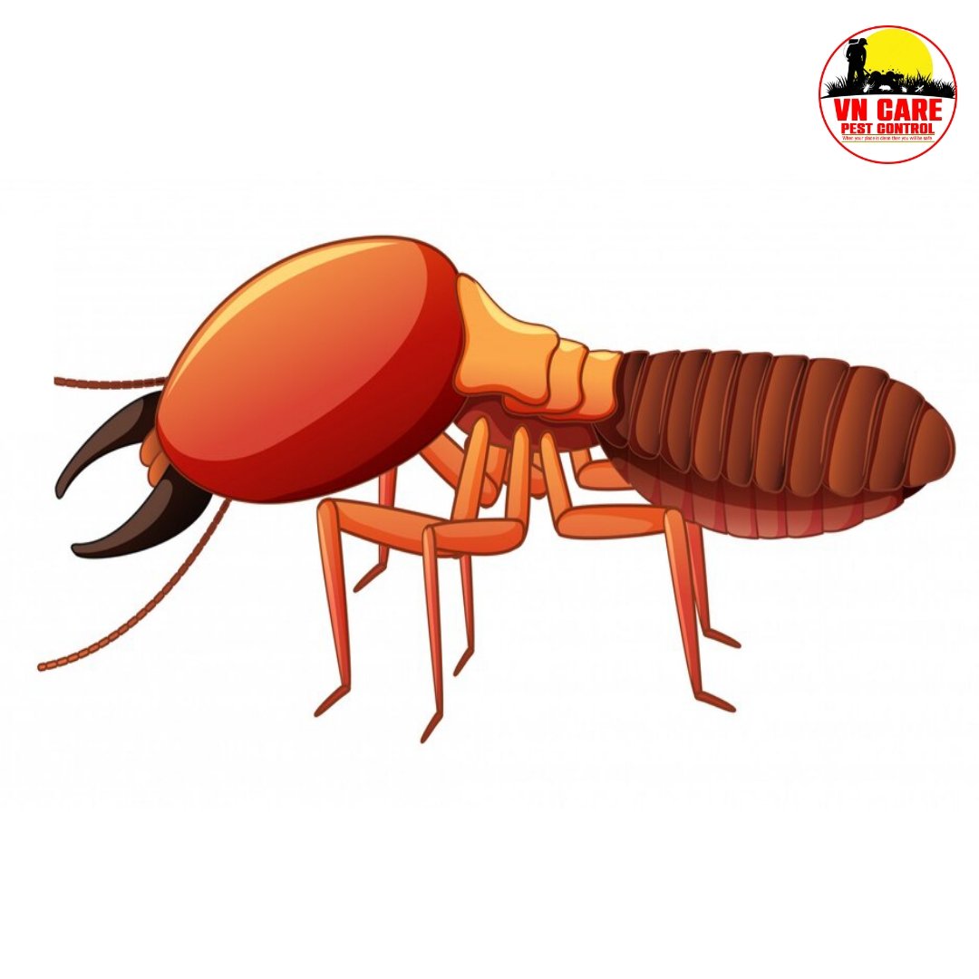 Termite Control